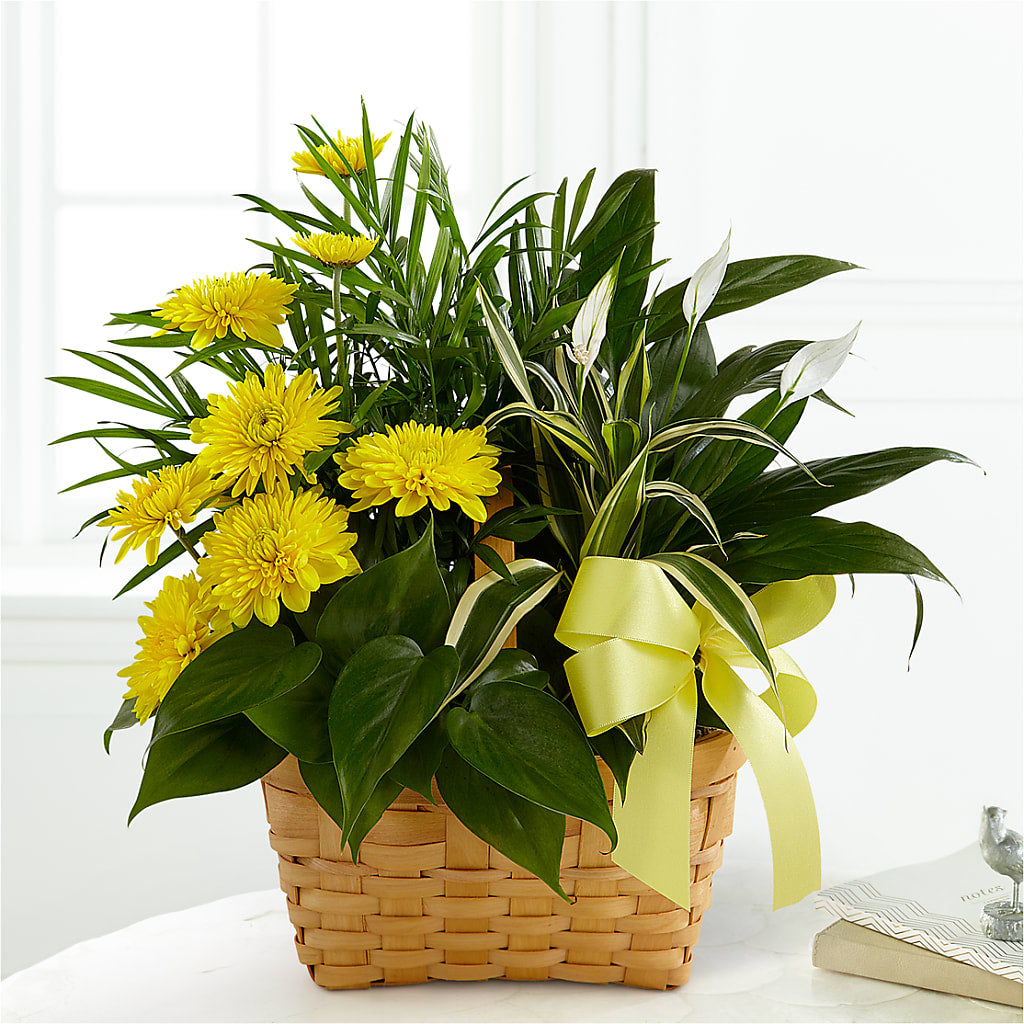Loving Light Dishgarden – VINE & IVY FLOWERS, Suffield CT