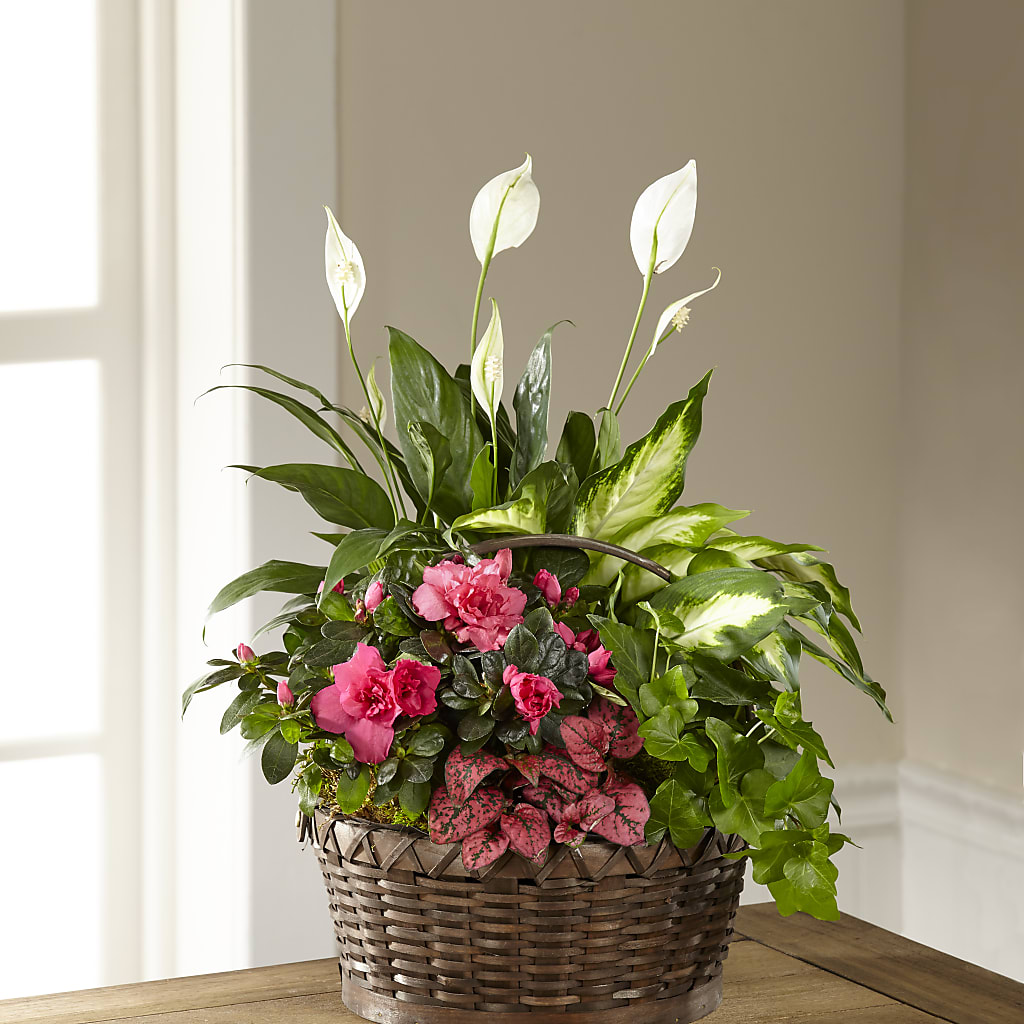 Dream in Pink Dishgarden – VINE & IVY FLOWERS, Suffield CT