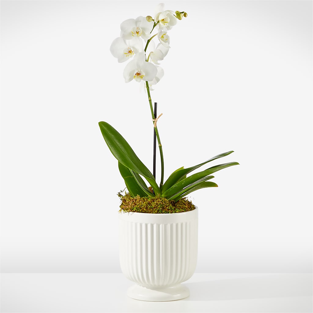 Whispering White Orchid – VINE & IVY FLOWERS, Suffield CT