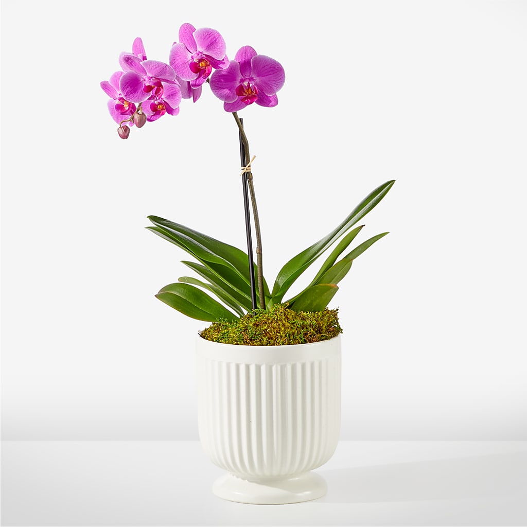 Friendly Fuchsia Orchid – VINE & IVY FLOWERS, Suffield CT