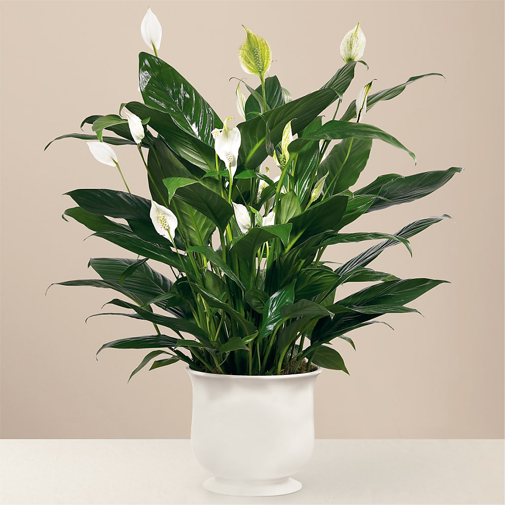Comfort Planter – VINE & IVY FLOWERS, Suffield CT