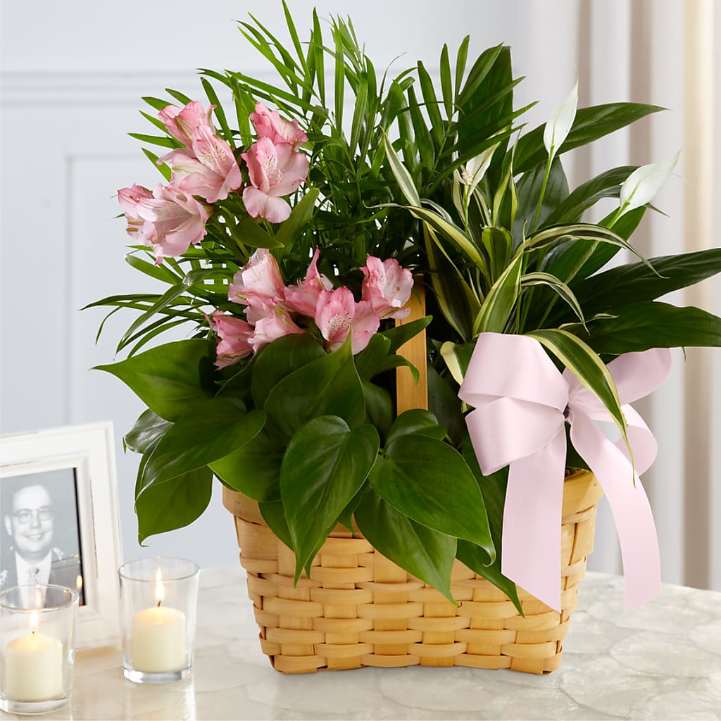 Living Spirit Dishgarden – VINE & IVY FLOWERS, Suffield CT