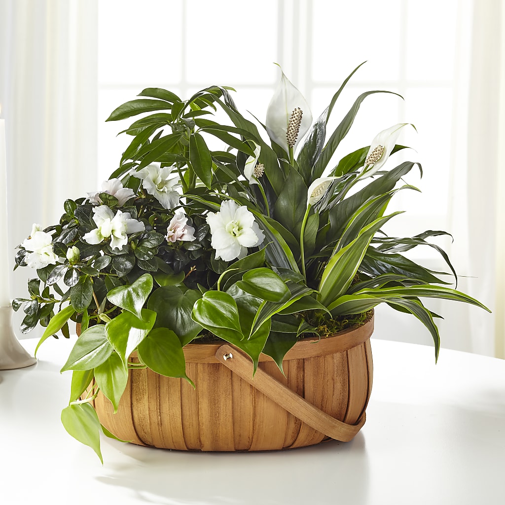 Serene Dishgarden – VINE & IVY FLOWERS, Suffield CT