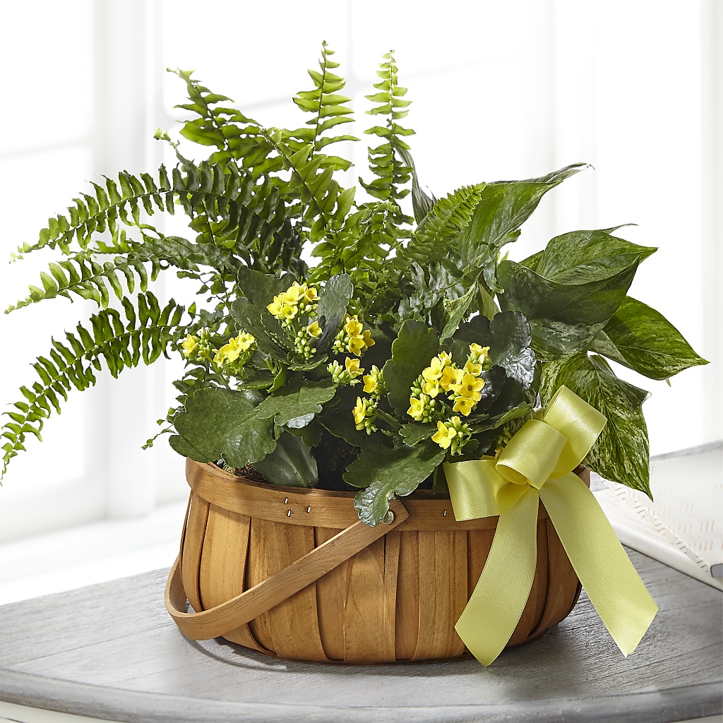 Always Dear Dishgarden – VINE & IVY FLOWERS, Suffield CT