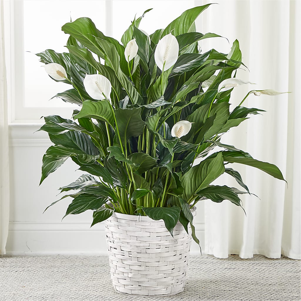 A New Leaf Peace Lily – VINE & IVY FLOWERS, Suffield CT