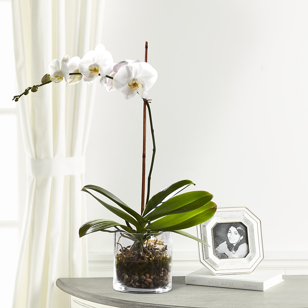 White Orchid Planter – VINE & IVY FLOWERS, Suffield CT