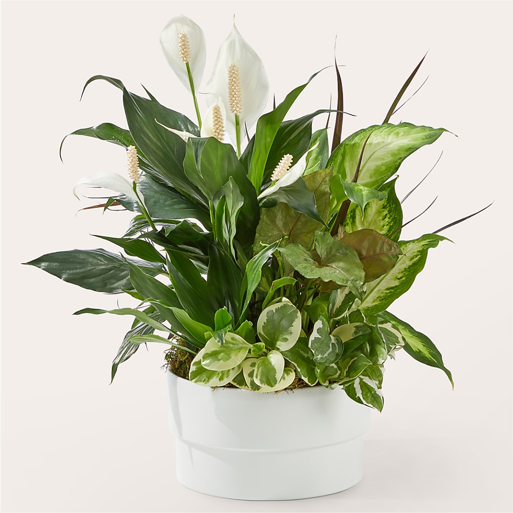 Radiating Positivity Dishgarden – VINE & IVY FLOWERS, Suffield CT