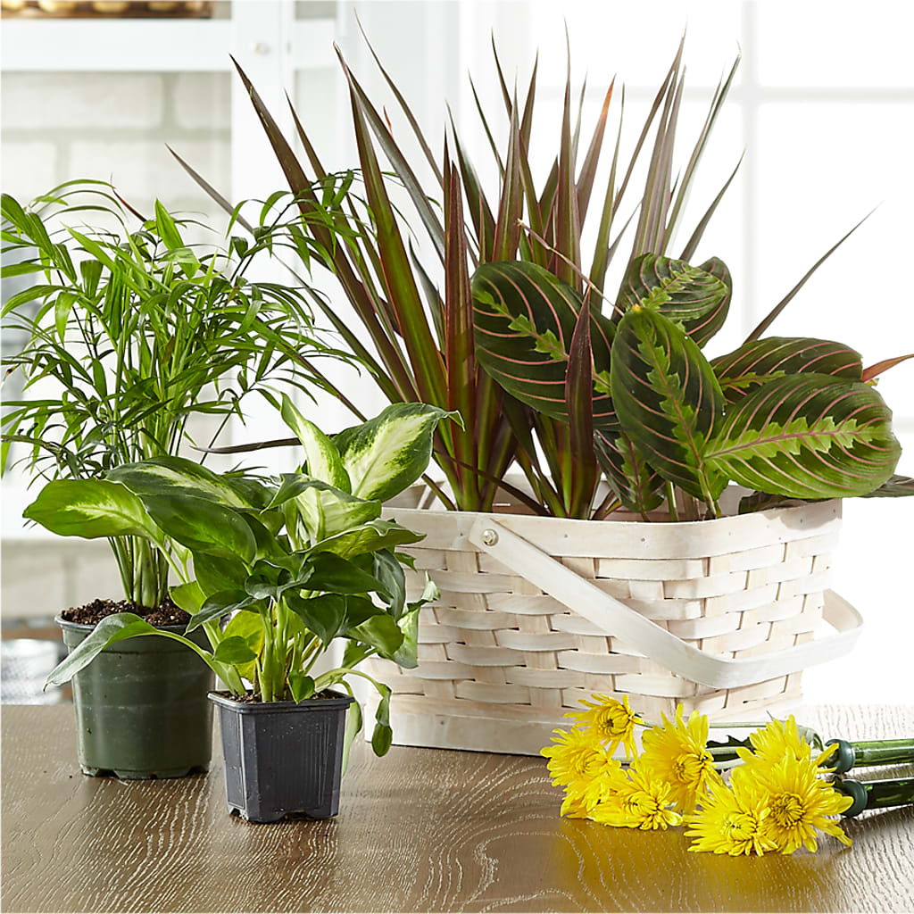 Florist Designed Blooming and Green Plants in a Basket – VINE & IVY FLOWERS, Suffield CT