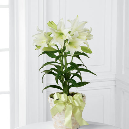 Easter Lily Plant – VINE & IVY FLOWERS, Suffield CT