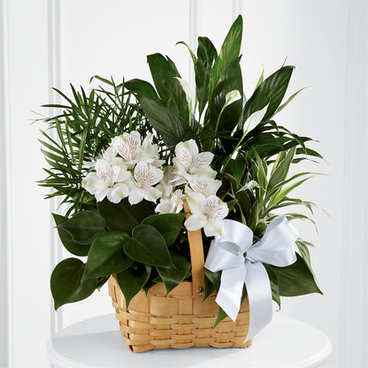 Peace & Serenity Dishgarden – VINE & IVY FLOWERS, Suffield CT