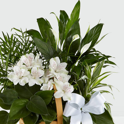 Peace & Serenity Dishgarden – VINE & IVY FLOWERS, Suffield CT