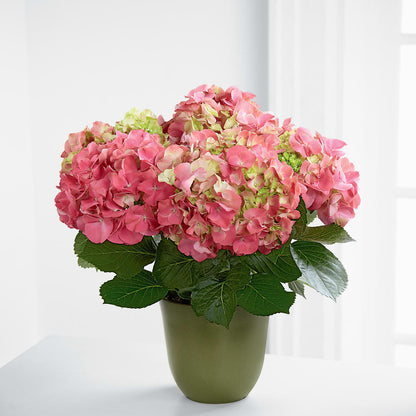 Pink Hydrangea Planter – VINE & IVY FLOWERS, Suffield CT