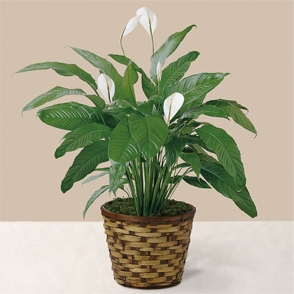 Tranquil Moments Peace Lily Plant – VINE & IVY FLOWERS, Suffield CT