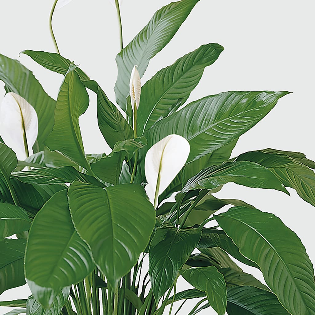 Tranquil Moments Peace Lily Plant – VINE & IVY FLOWERS, Suffield CT