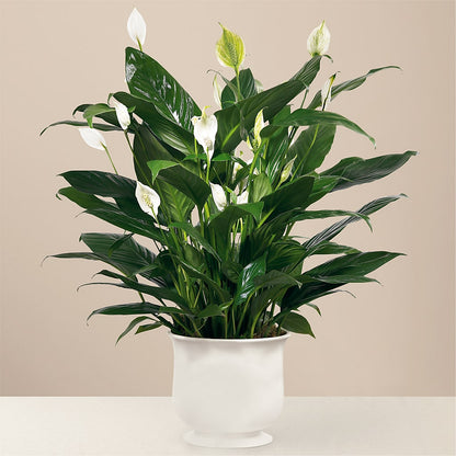 Comfort Planter – VINE & IVY FLOWERS, Suffield CT