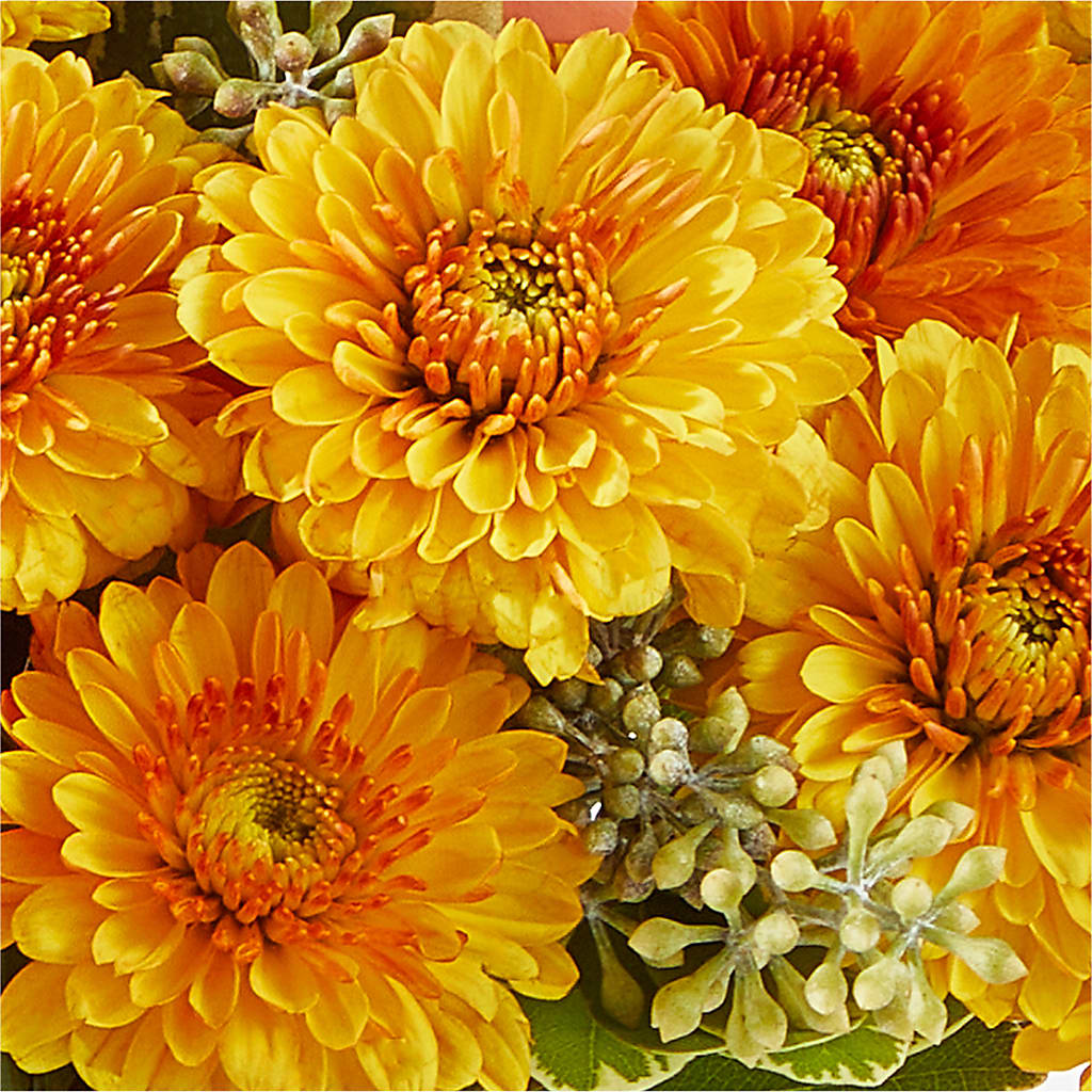 Peachy Pumpkin – VINE & IVY FLOWERS, Suffield CT