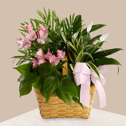 Living Spirit Dishgarden – VINE & IVY FLOWERS, Suffield CT