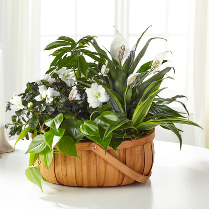 Serene Dishgarden – VINE & IVY FLOWERS, Suffield CT
