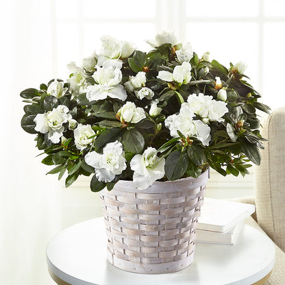 White Azalea Plant – VINE & IVY FLOWERS, Suffield CT