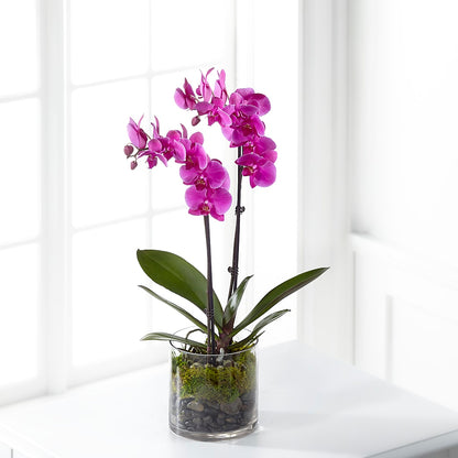 Pink Orchid Plant – VINE & IVY FLOWERS, Suffield CT