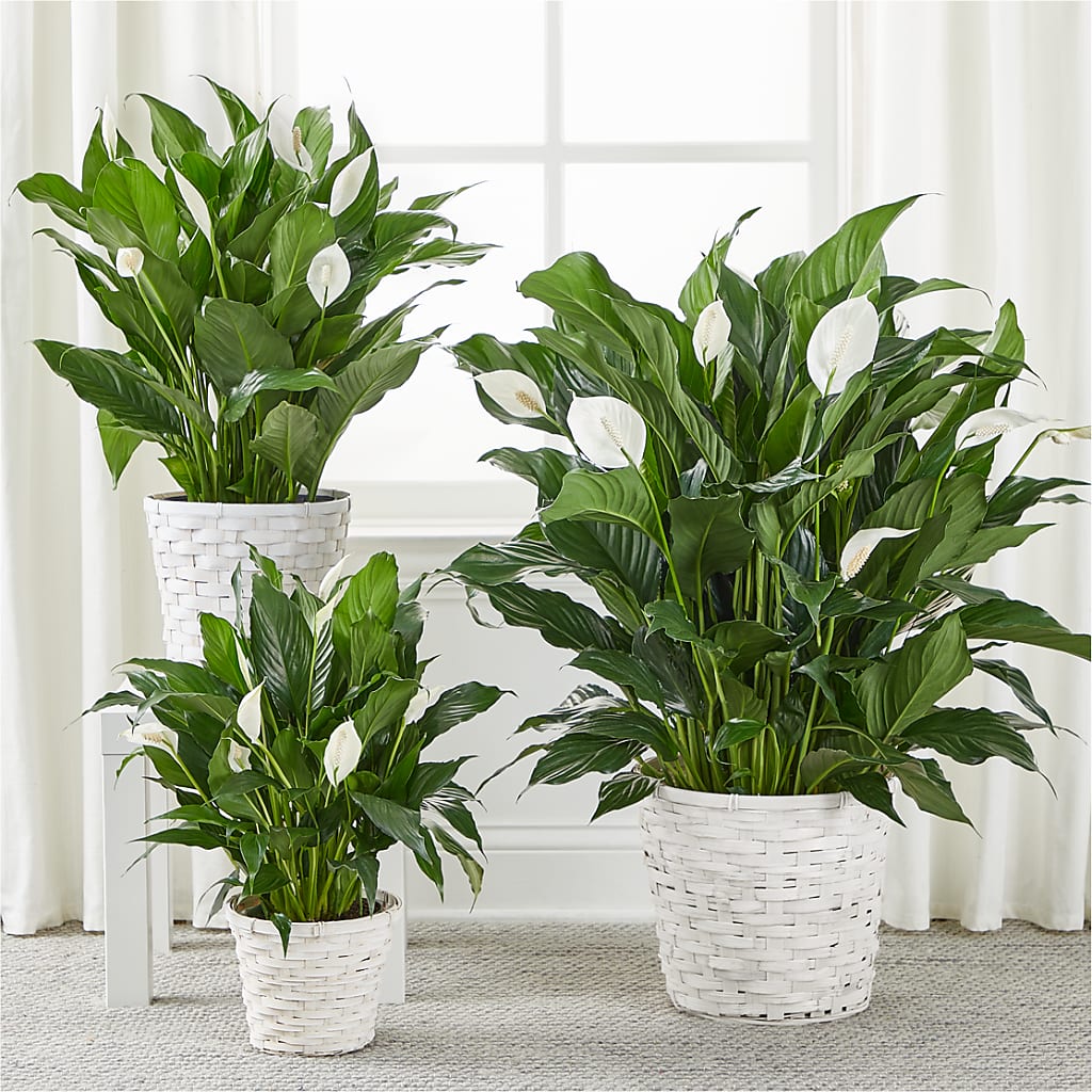 A New Leaf Peace Lily – VINE & IVY FLOWERS, Suffield CT