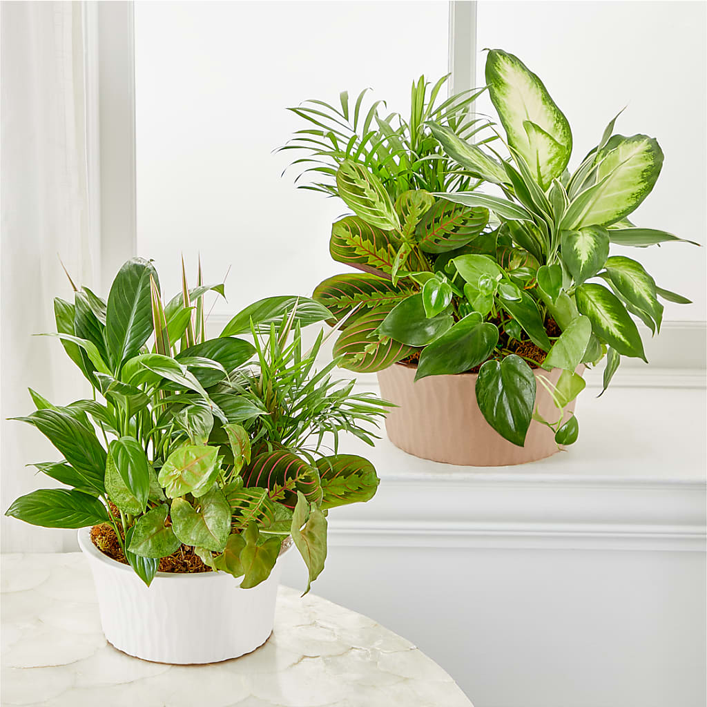 Balance & Harmony Dishgarden – VINE & IVY FLOWERS, Suffield CT