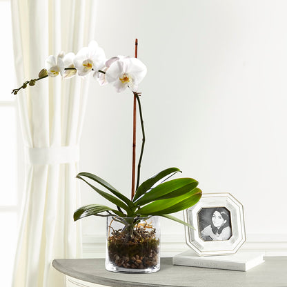 White Orchid Planter – VINE & IVY FLOWERS, Suffield CT